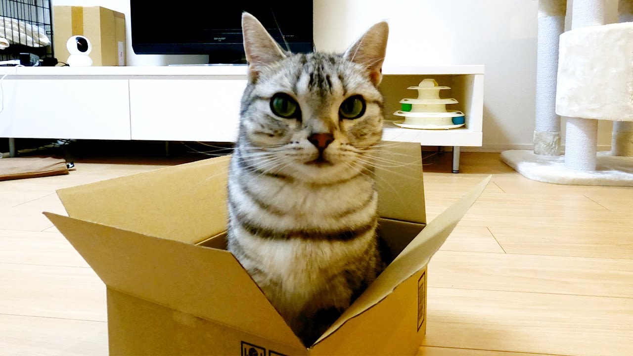 カリカリの入ってたダンボールにぴったりハマる猫【アメリカンショートヘアー】