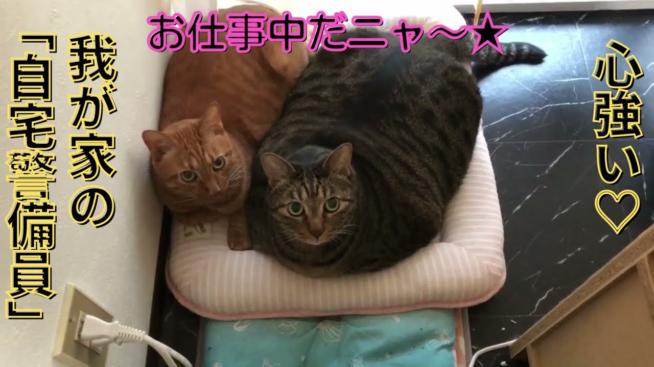【自宅警備員】侵入者(ゴキブリ)はいないかニャ～❓【日本猫のにゃらんとギンジ】