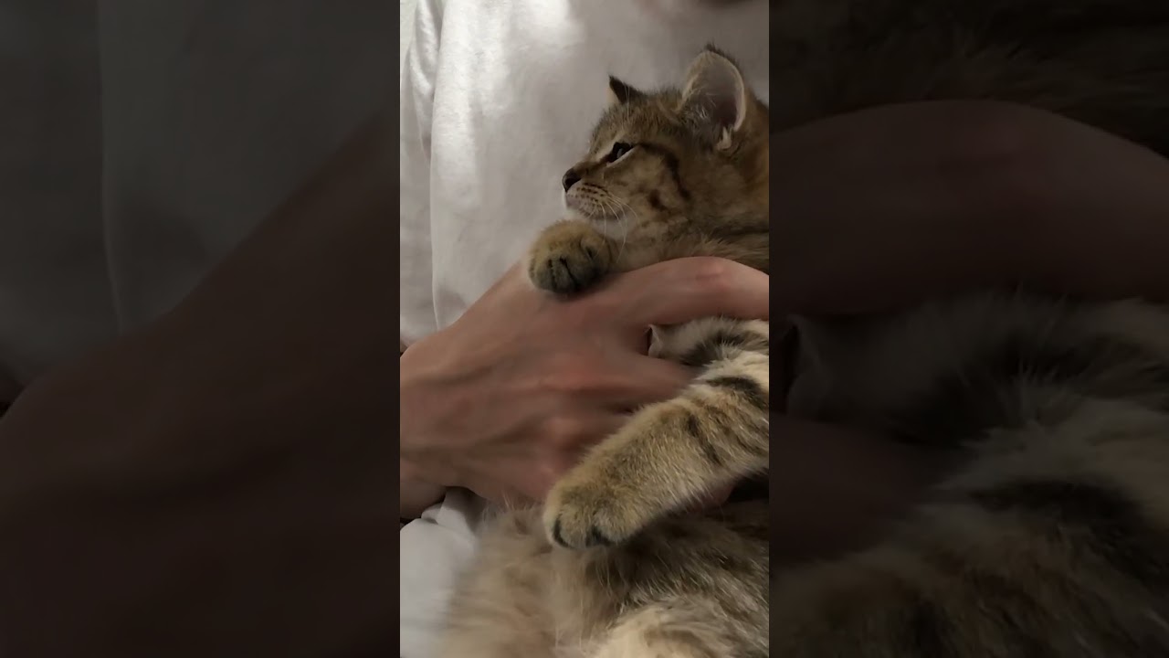 ミルクにダイブして全身を拭き取られる子猫　#shorts