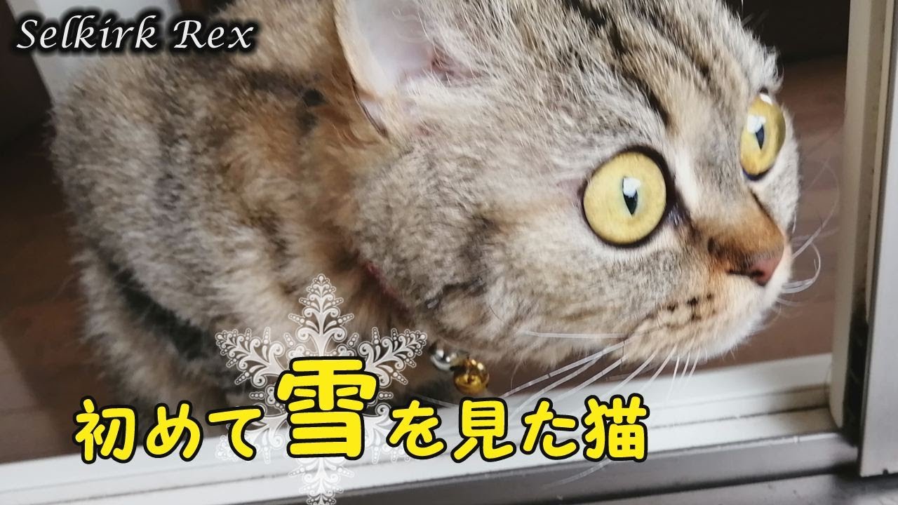 【セルカークレックス】初めて雪を見てビックリの表情の猫【セルカー女子】