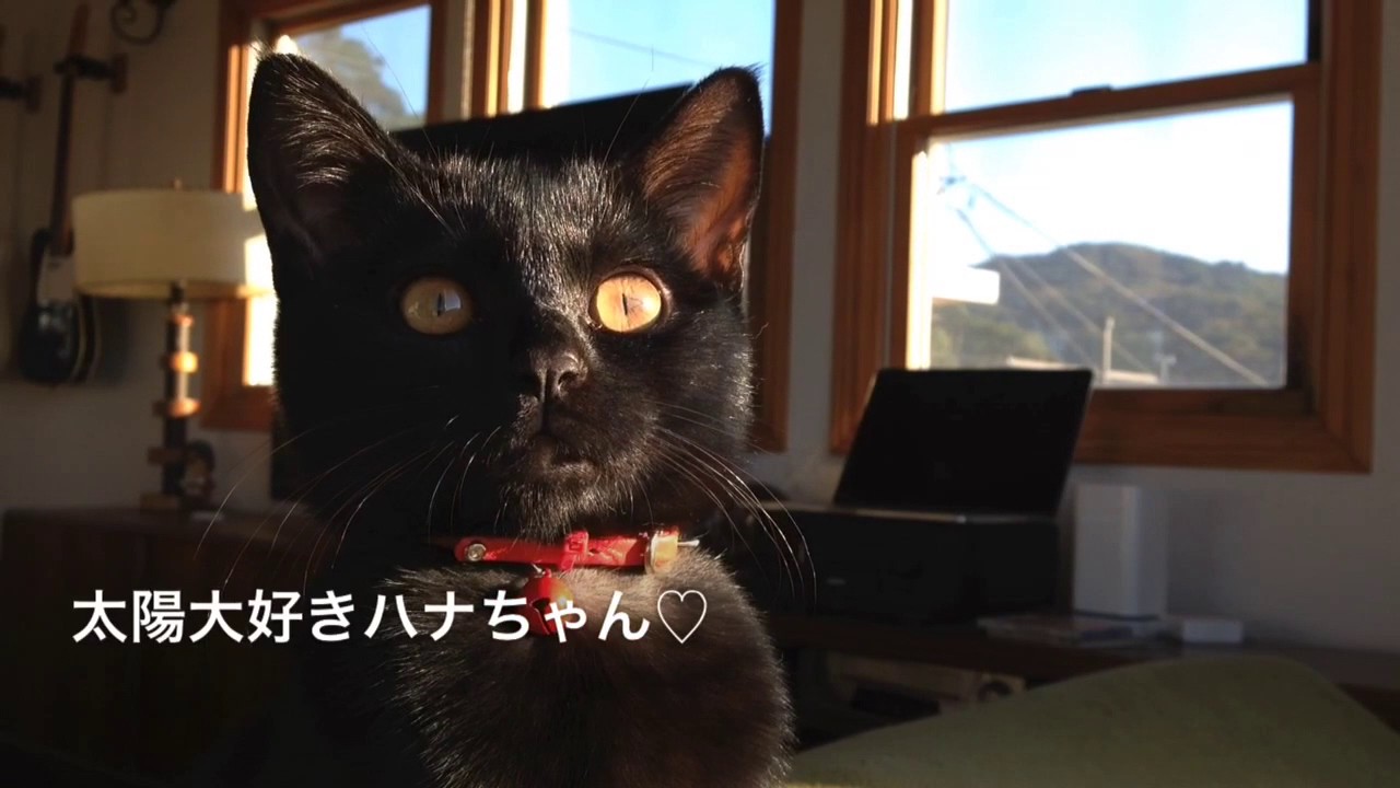 ボンベイ 赤ちゃん 赤い首輪のハナちゃん Kitten Bombaycat