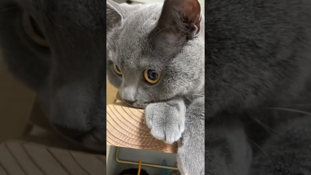 猫動画【仕草かわいい】🐱#shorts