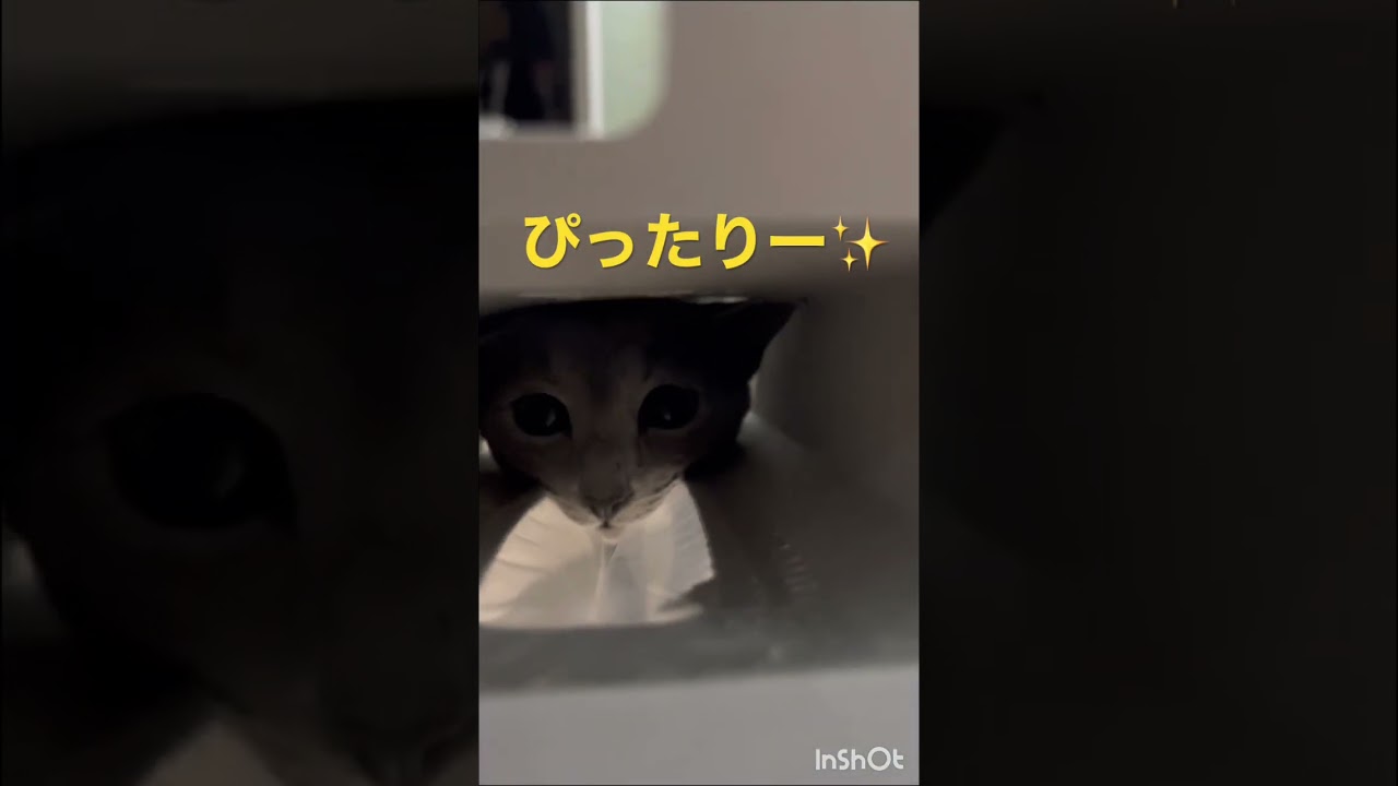 空気を読んでくれる猫　    #Shorts #ロシアンブルー　#ねこ　#ねこ動画　#cat #猫　#Russianblue