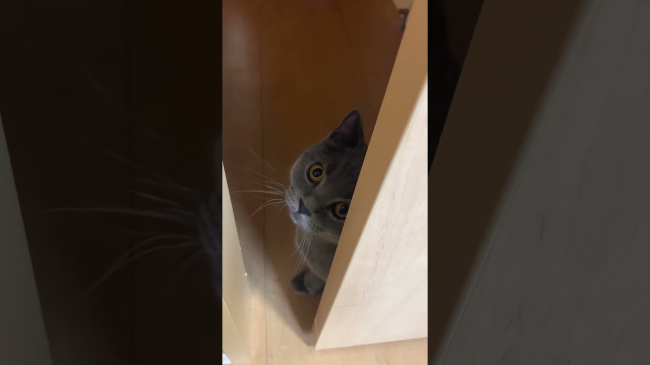 ぽむきち　飛びます　ブリティッシュショートヘア　猫ネコ　British short hair