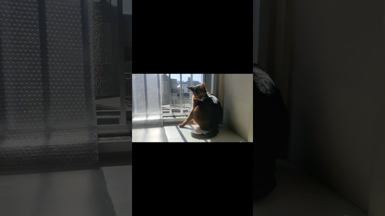 ネコ動画あび＃397　#shorts　あびの毎日　アビシニアン　あび