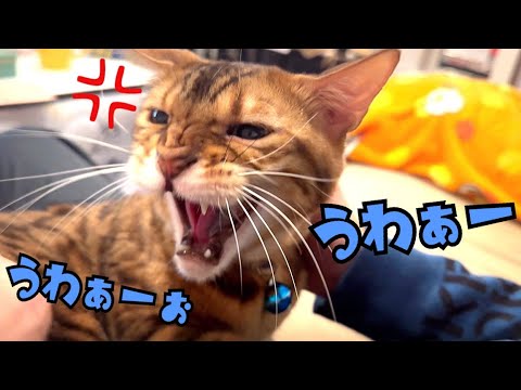 実家に来て「なめんなよ！」と大鳴き連発の父猫