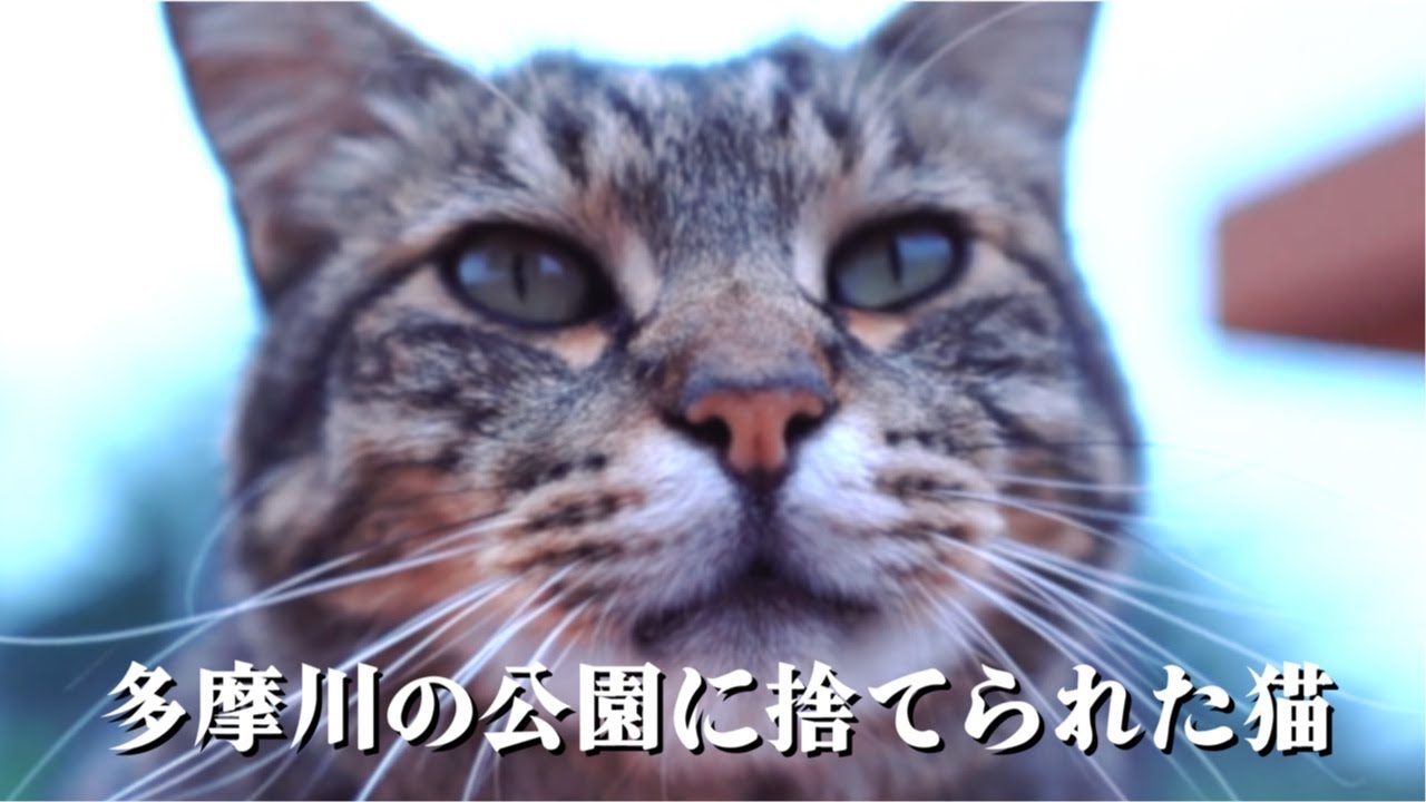 子猫の頃に公園に捨てられた猫は今やシニア猫になった【地域猫】