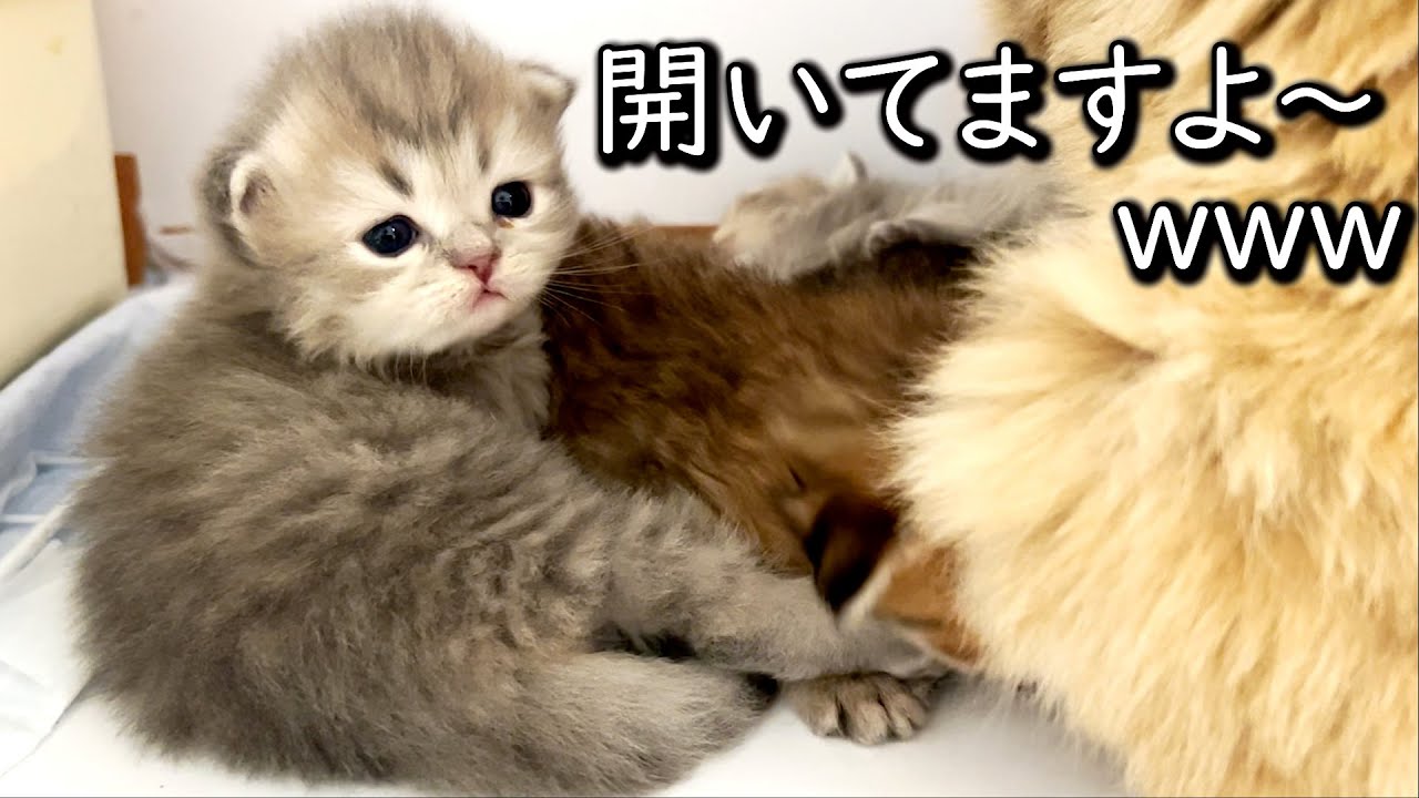 【ペルシャの子猫】ちょっと時間が空いたら目がパッチリ開いてた件 ∼猫のいる生活Vol.623∼ 出産動画 マンチカン短足・ミヌエット・ペルシャ猫専門ブリーダー『ペット蔵人』【子猫の成長記録】