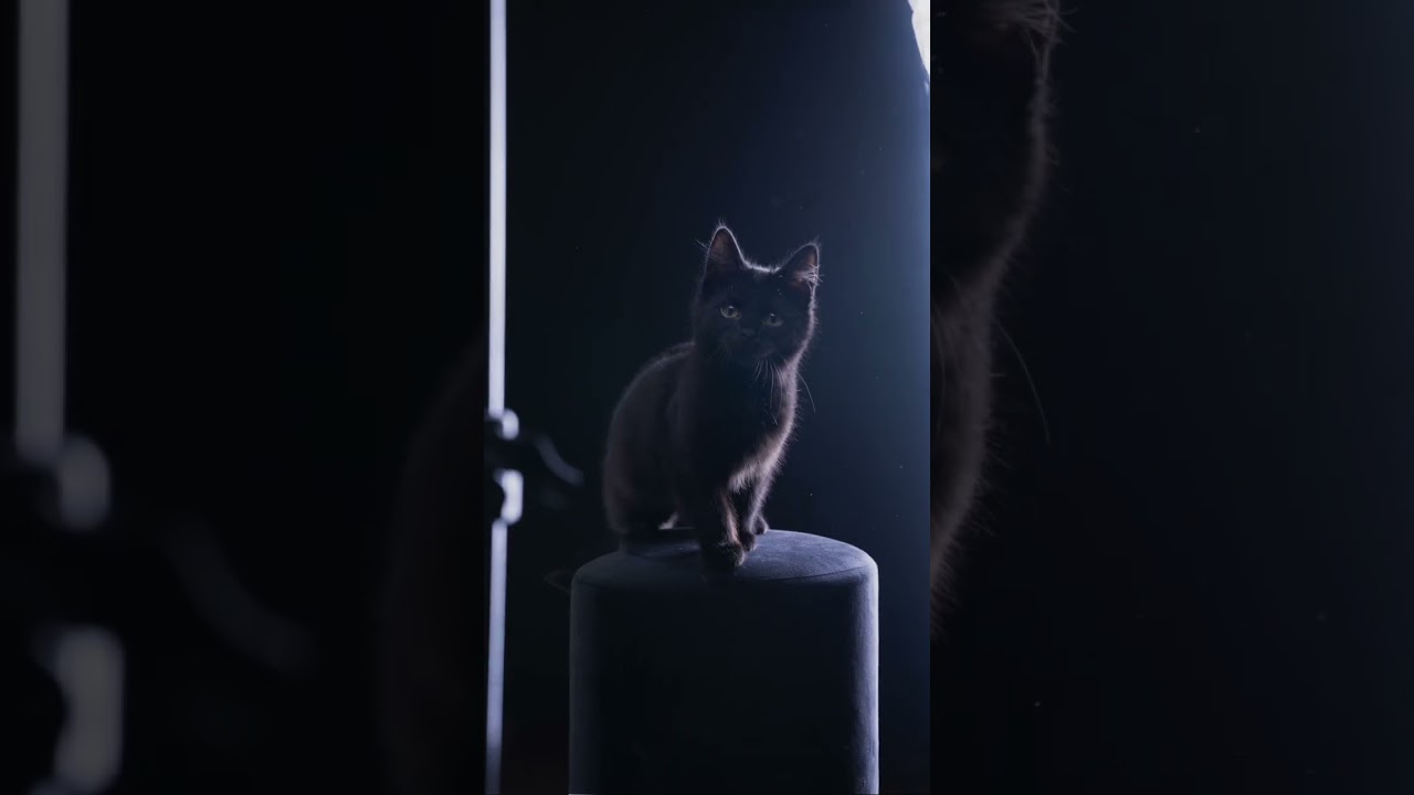 I took these shots at the local animal shelter 🖤🐈‍⬛📸 #furryfritz #catographer #kitten #blackcat