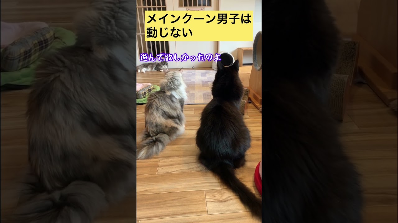 【メインクーン】メインクーン男子は動じない #メインクーン #かわいい猫 #猫カフェ #白黒猫