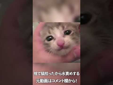 子猫が捨ててあったから拾って水責めしたったwww #shorts