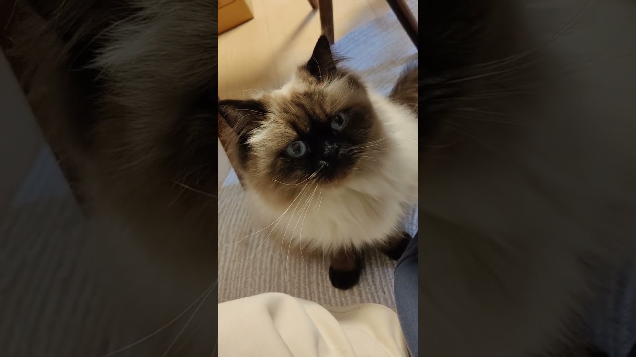 【ヒマラヤン】なでてアピールをする猫【甘えん坊】