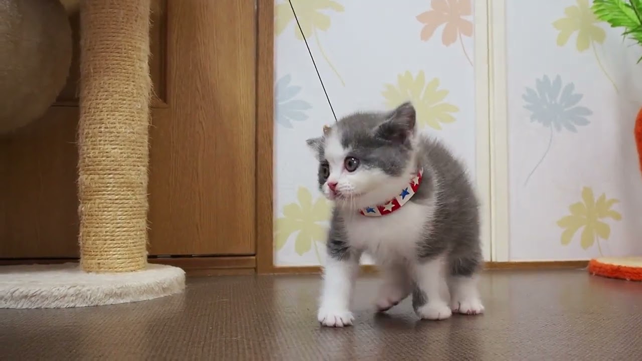 ブリティッシュショートヘア ブルー&ホワイトの男の子。