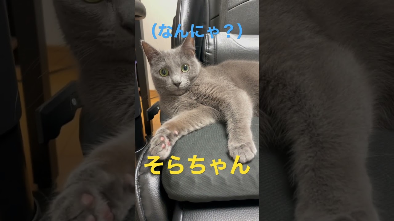 退いてと言われて不機嫌になる猫（ロシアンブルー）#shorts