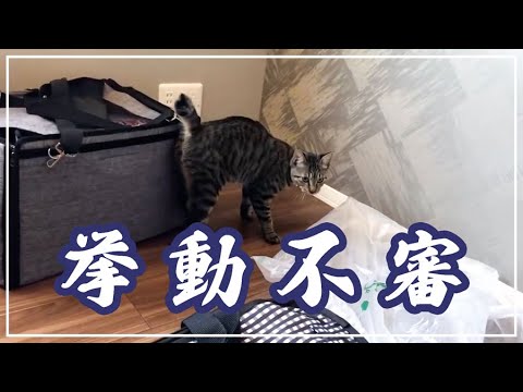 引っ越ししたら猫の反応が可愛すぎました
