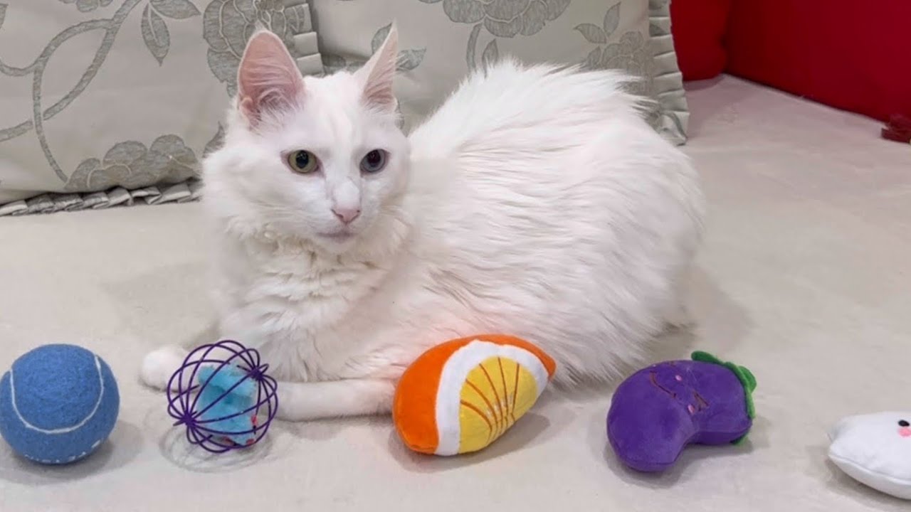 【猫のおもちゃ】10さいターキッシュアンゴラに遊んでほしくて、おもちゃ並べてみたwww