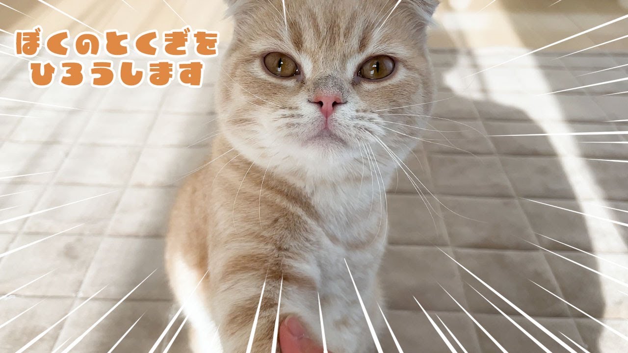 子猫が新しい特技を習得したようです【スコティッシュフォールド】