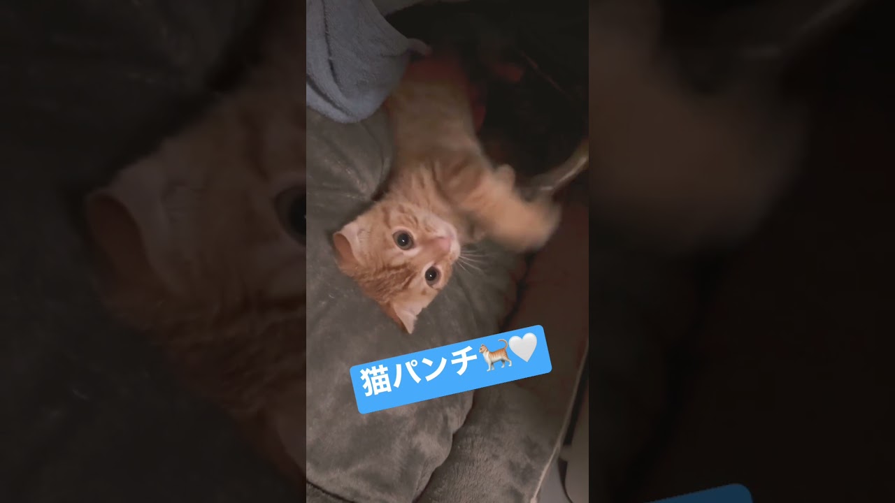 慣れないお家で好奇心が芽生えた時🥺 #キンカロー #子猫 #猫 #猫のいる暮らし #cat #猫パンチ　#catlover