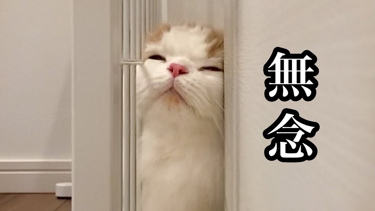 飼い主の気を引こうとして挟まって出れなくなった猫