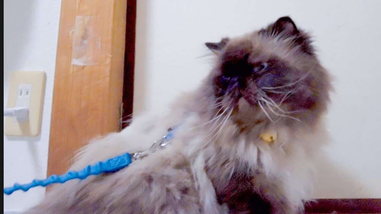 初めてヒマラヤンが散歩の練習をしたらこうなりました…w