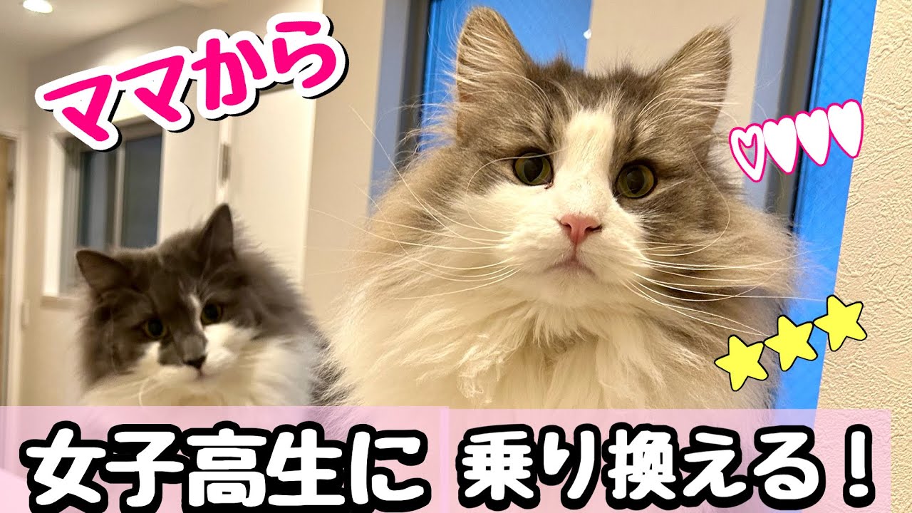 【癒し】女子高生の部屋に住み着いたノルウェージャンフォレストキャットの日常