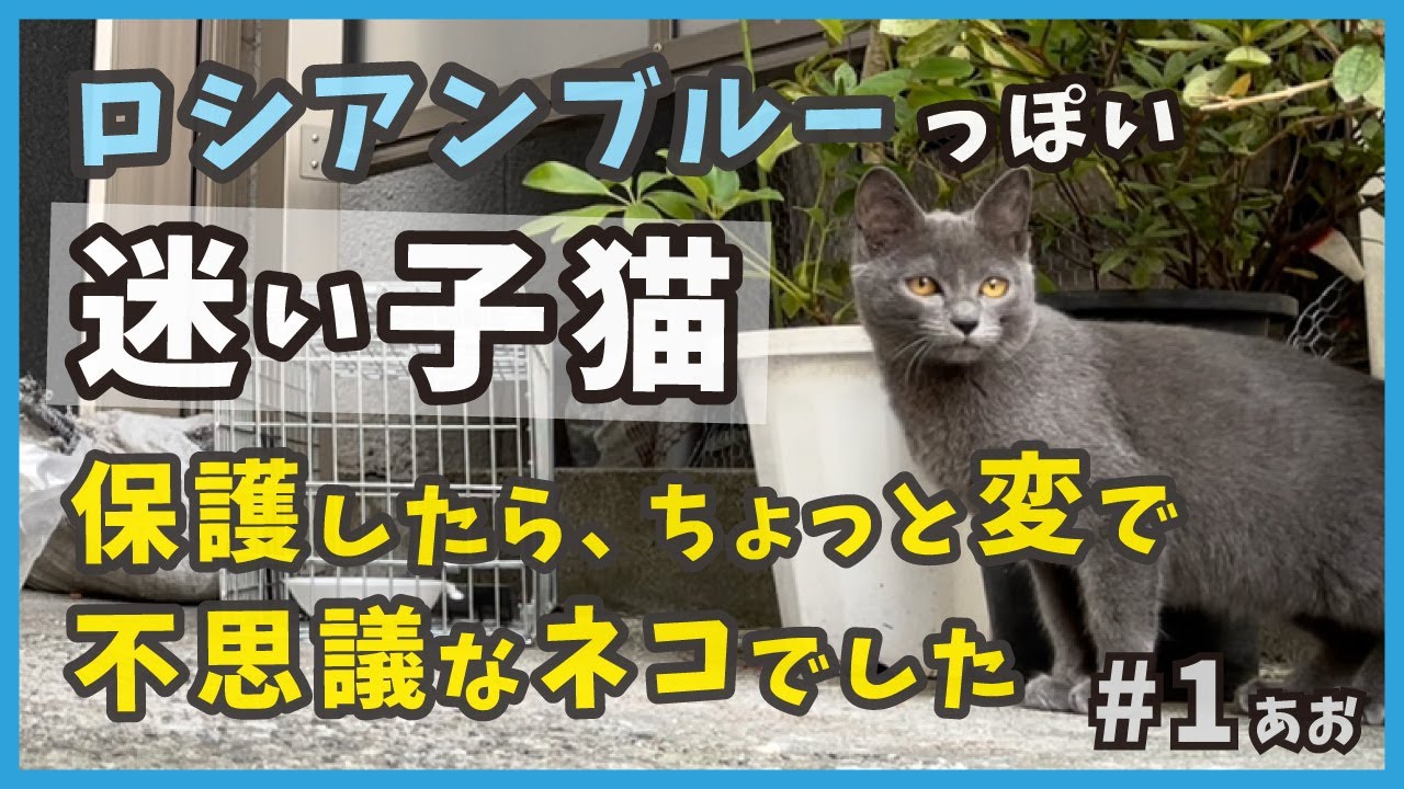1 ロシアンブルー風の迷い子猫を保護するまで...【あお・迷い子猫はプチ怪獣】