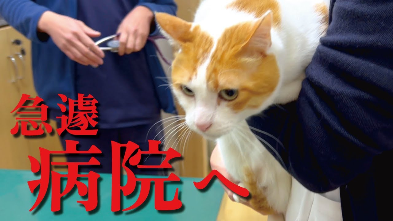 先住猫が嘔吐しまくるので急遽病院に連れていきました【関西弁でしゃべる猫】