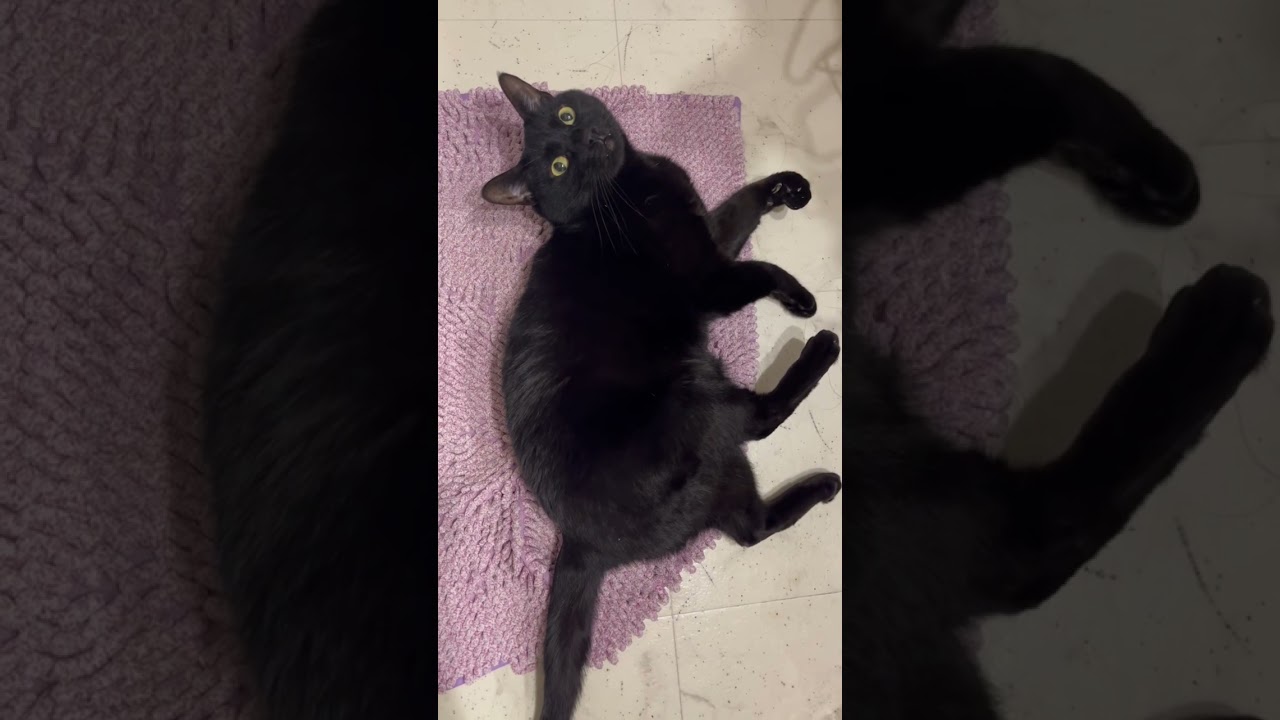 バスマットはこの素材が一番好きなのにゃ🐈‍⬛　♯黒猫