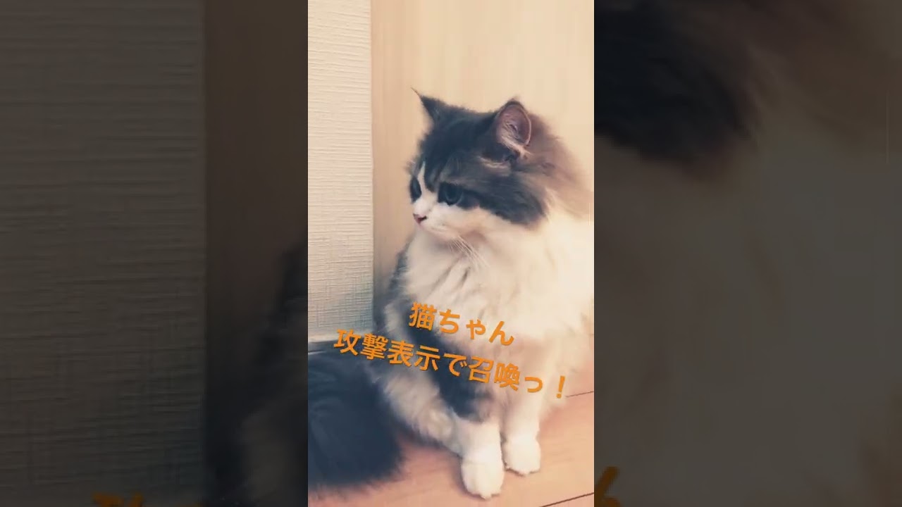 猫戯王ニャスターデュエル！#shorts #遊戯王マスターデュエル #セルカークレックス