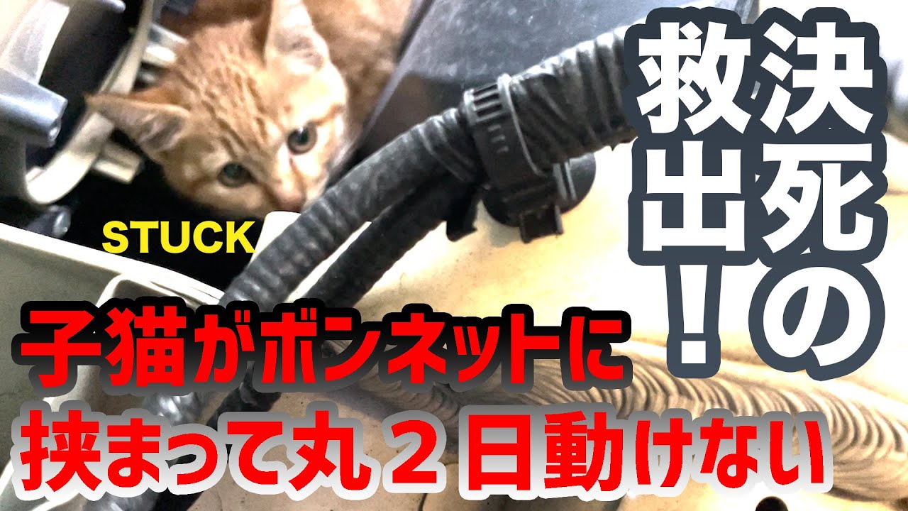 【閲覧注意！！】ボンネットに丸２日？！挟まった子猫をレスキュー！