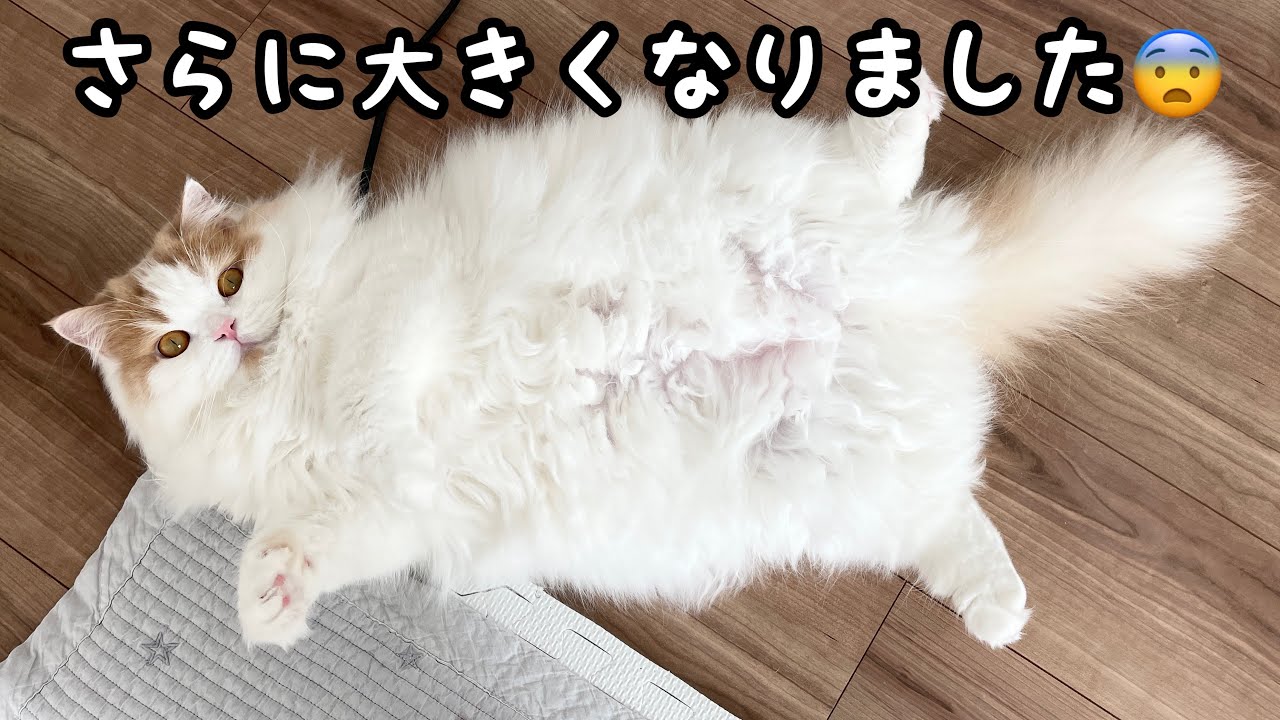2歳になっても巨大化が止まらない猫の体重が衝撃でした！