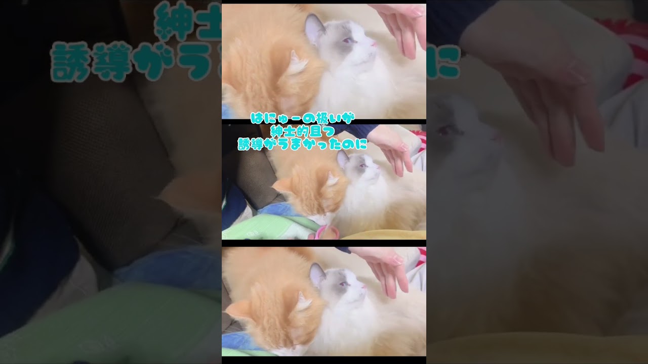 【ラグドール】うちの弟、前世は猫使いだったかもしれない #猫 #shorts #ノルウェージャンフォレストキャット  #ラグドール