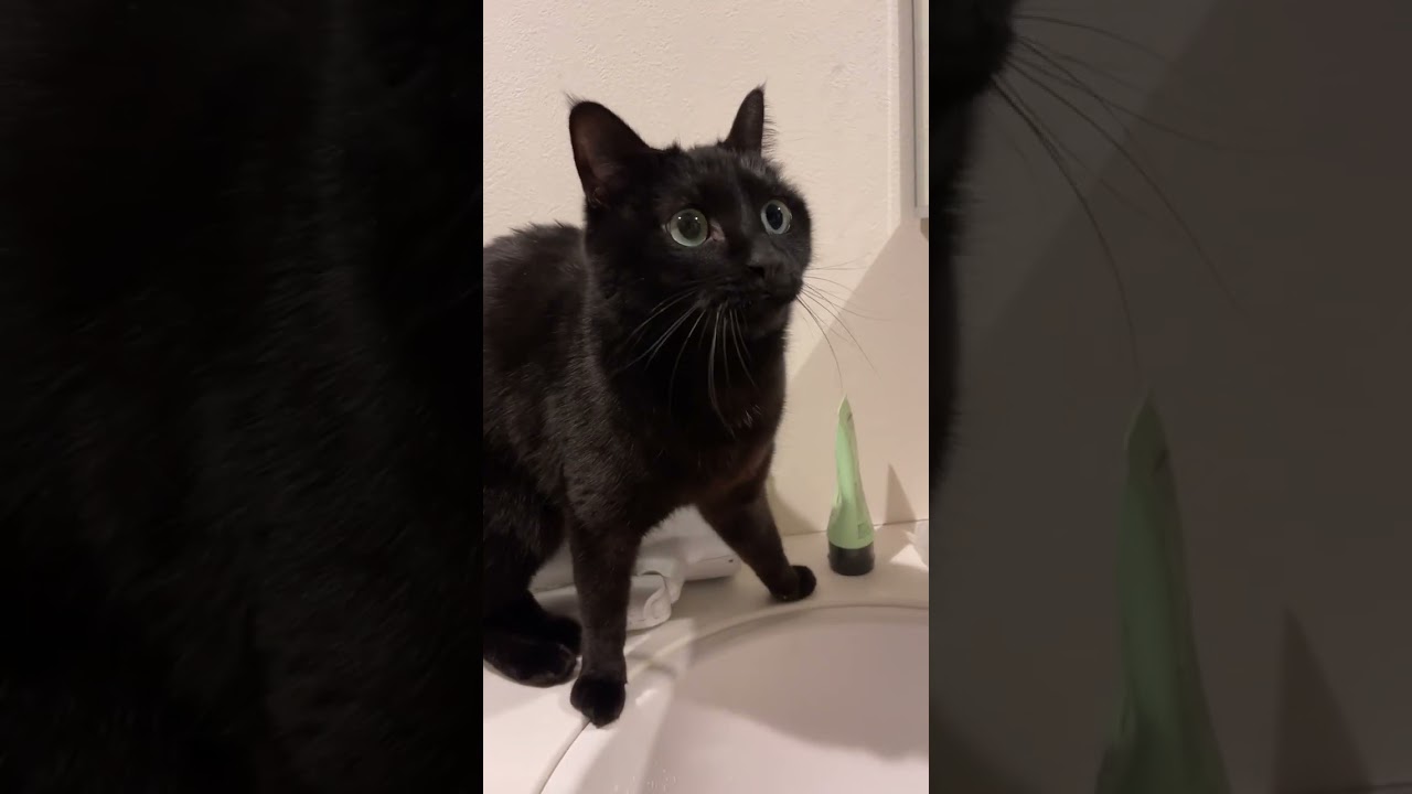 こんな可愛く甘える猫、見たことある…？