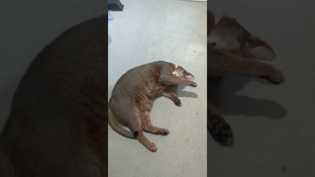 ネコ動画あび#404 　#shorts　あびの毎日　アビシニアン　あび