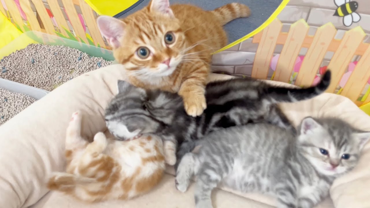 ちょっとだけ脱走してみたい赤ちゃん子猫たちと絶対脱走させたくない子猫のぽちゃくん💓