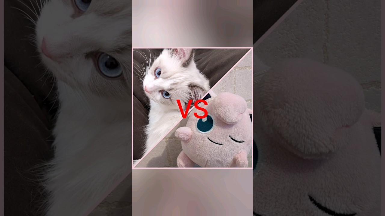 ポケモンバトルするシャオル② #猫 #ラグドール #子猫