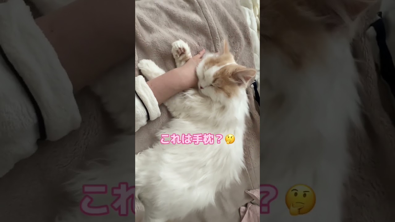 腕枕で寝る猫🐱 #cat #猫 #kitten #kucing #マンチカン #ミヌエット