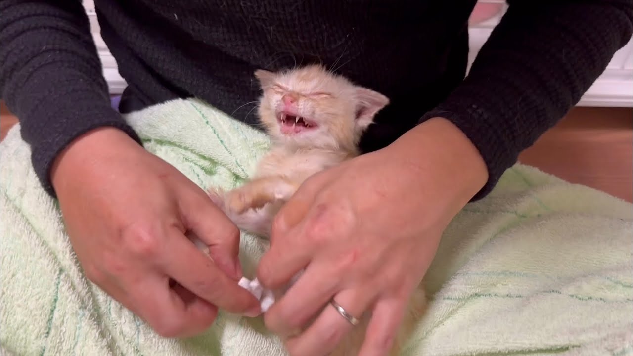 体重が増えない子猫に難病の可能性が出てきました。 #18