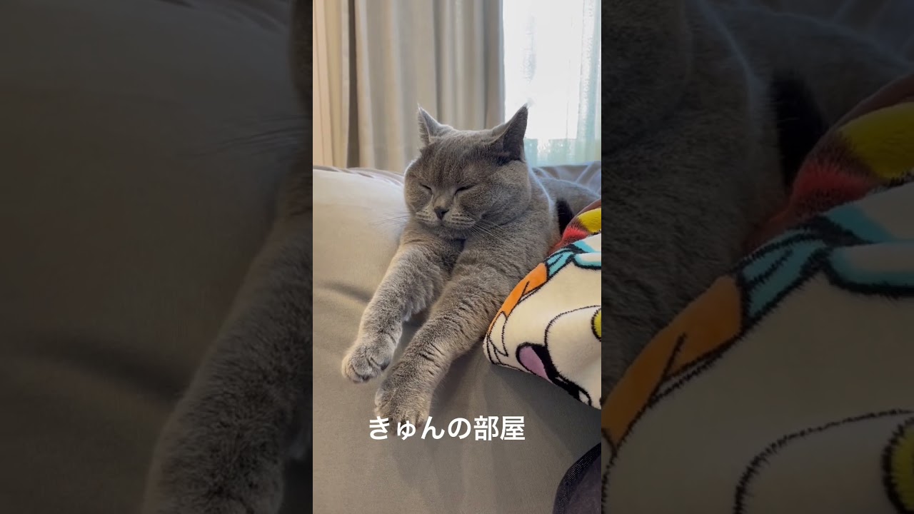 手伸ばして寝るタイプ#ねこ #ブリティッシュショートヘア
