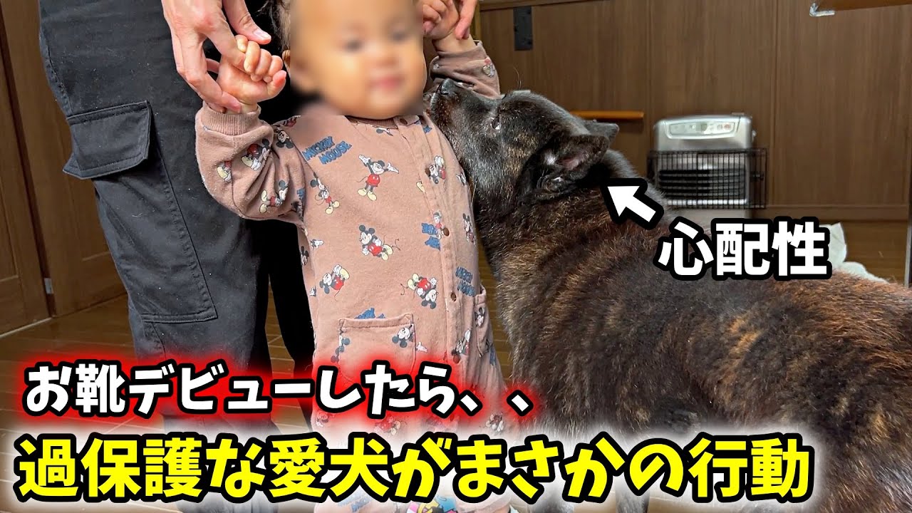 【そんな犬いる？笑】愛犬が子育てに協力的すぎる件【娘が靴デビュー】