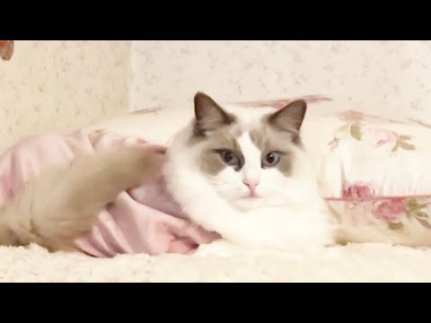 バレンタインの日のラグドールましゅまろくんのおやつはコレです&花粉症を心配する猫【療法食中の猫】