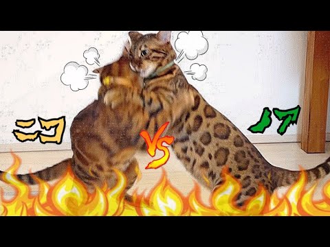 兄弟喧嘩！？雄猫同士の激しいプロレスごっこ