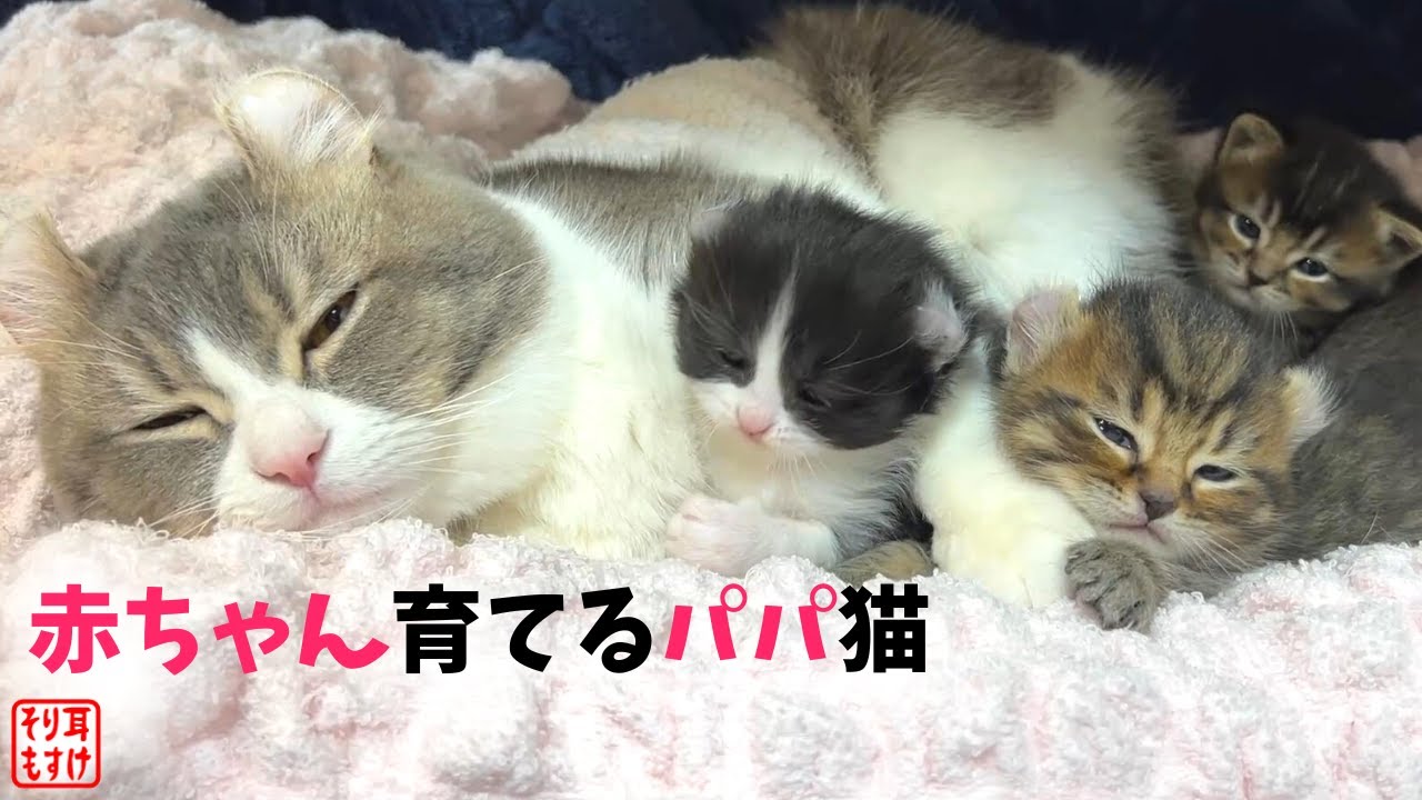 夫に育児をお願いしたら世界一幸せそうな感じになってた…【奇跡のイクメン猫】