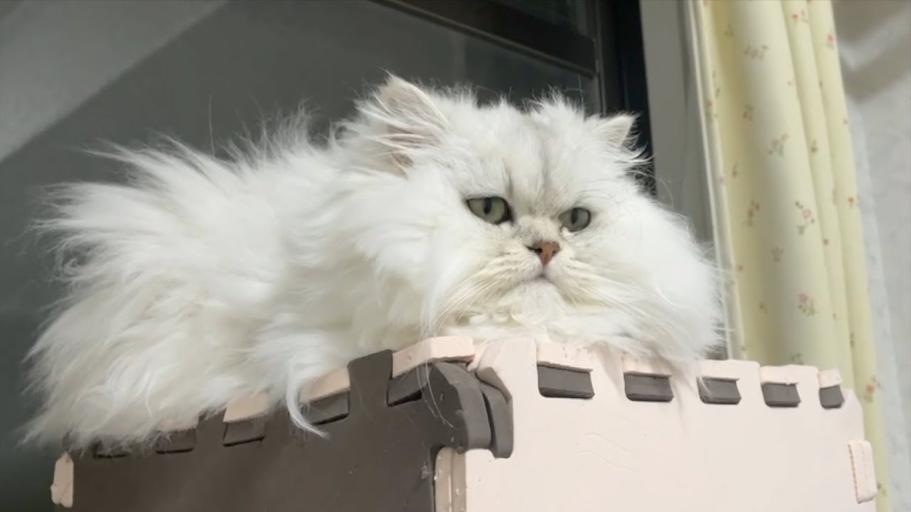 【ペルシャ猫】怒るシリーズ！毛玉の時期！ヤキモチ妬いたり踊ったり！ペルシャ猫ってなんでこんなに可愛いんやろ？