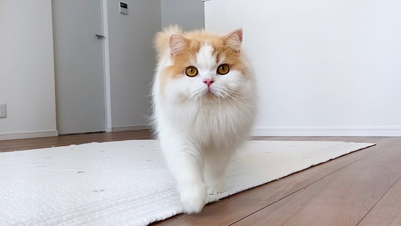 愛猫が原因で外出ができなくなってしまいました！