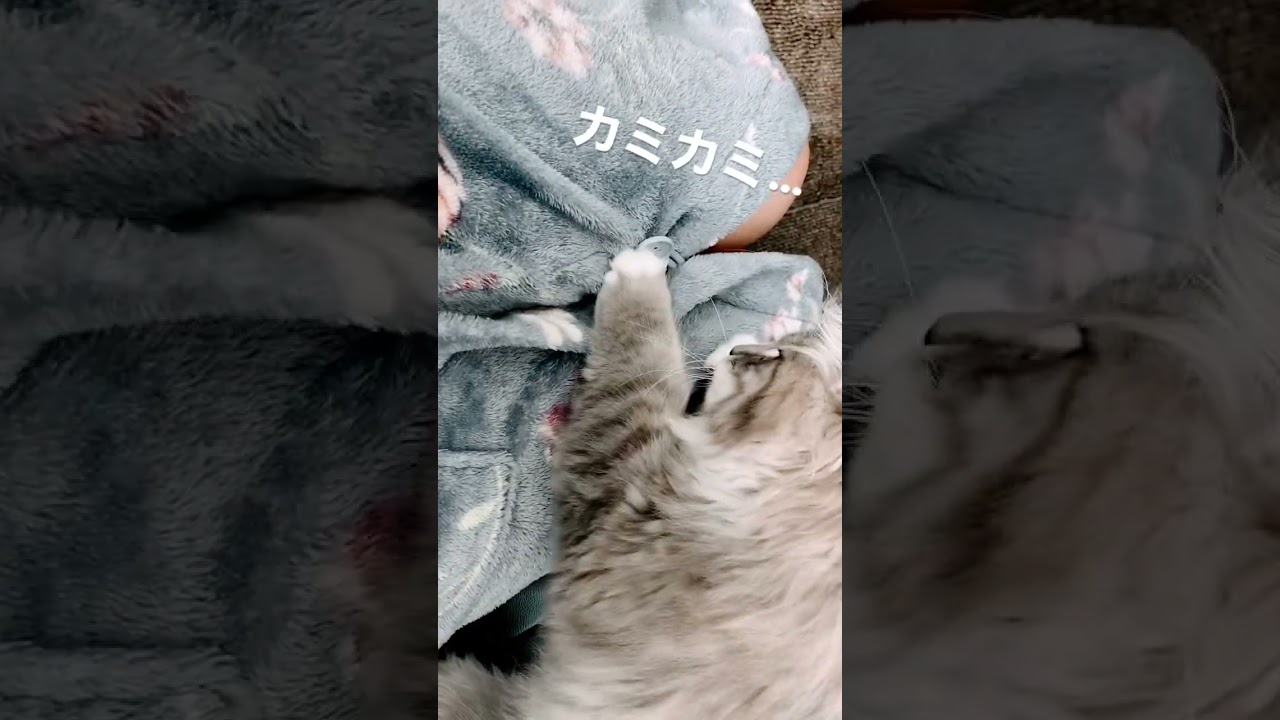 ママのボタンが大好きすぎる…‼︎ #サイベリアン #子猫 #ねこ動画