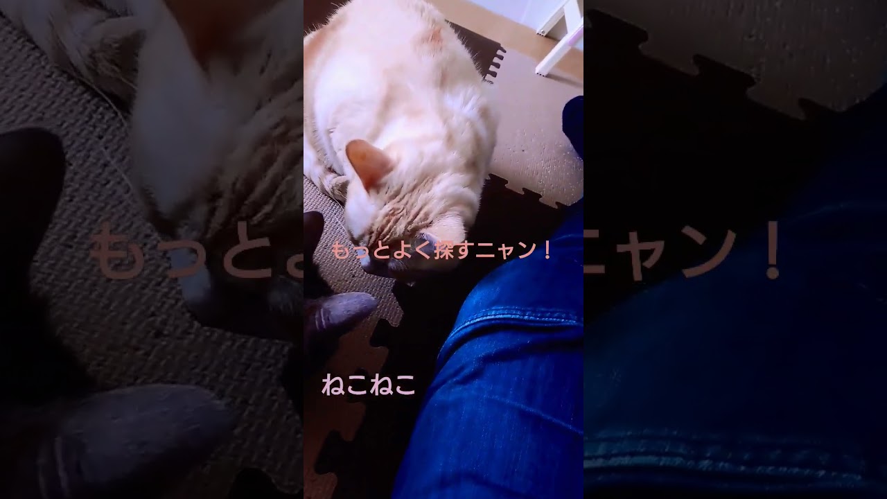 姉妹ふたりで探し物🐱 #shorts #猫 #cat #アメリカンショートヘア #スコティッシュフォールド #ワンピース #aaa