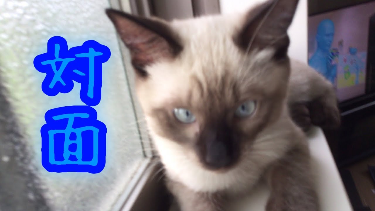 【保護猫】先住猫との対面   ロシアンブルー&シャム