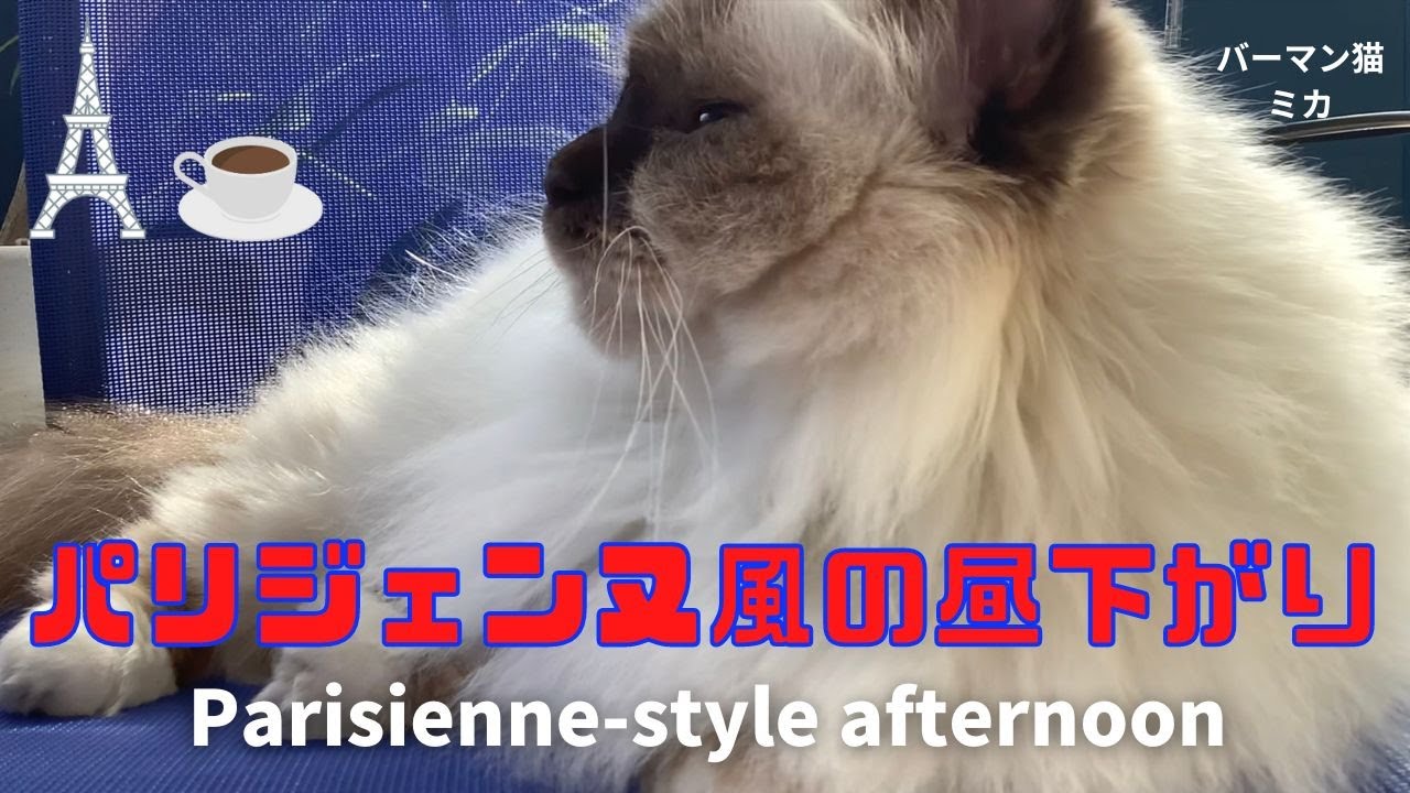 バーマン猫ミカとウリ【パリジェンヌ風の昼下がり】Parisienne-style afternoon（バーマン猫）Birman/Cat