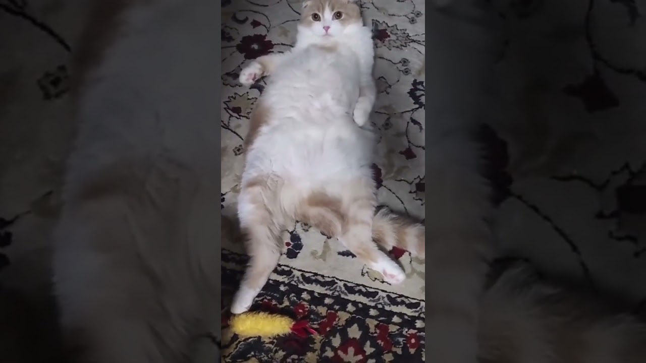おっさんみたいな猫が可愛いすぎる　スコティッシュフォールド